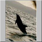 . . . und der Delphin